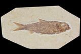 Detailed Fossil Fish (Knightia) - Wyoming #115091-1
